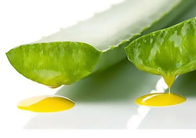 ALOINA E ANTRACHINONI DELL’ALOE VERA: PERCHÉ È IMPORTANTE ELIMINARLI